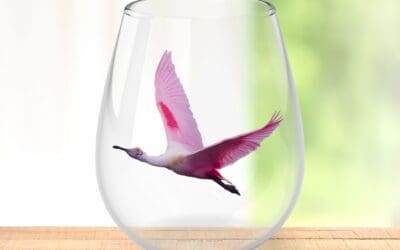 Roseate Spoonbill in Flight Wine Glass